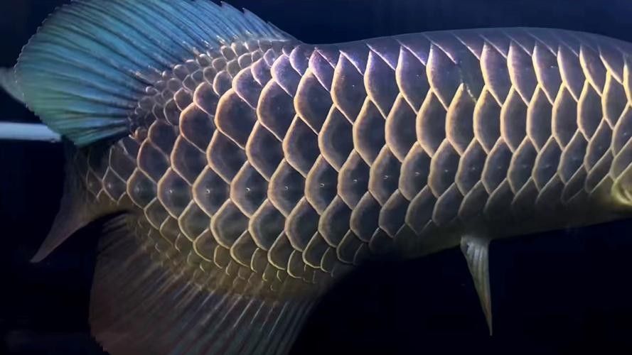 龍魚滿珠鱗有哪些品種：常見的龍魚品種及其特點