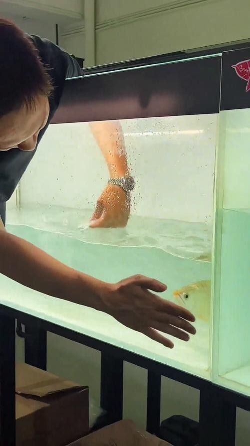 龍魚驅蟲藥有哪些推薦：水族觀賞魚龍魚驅蟲藥推薦及使用建議及使用建議