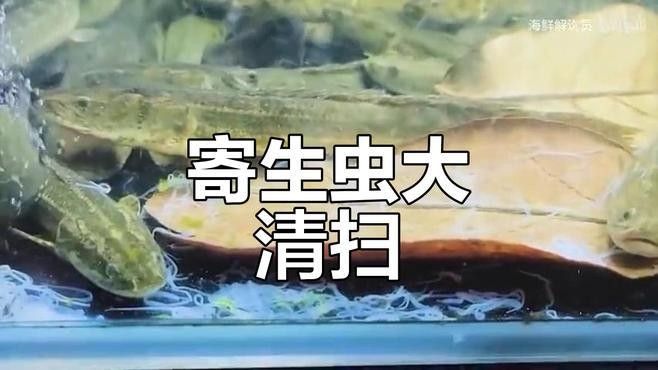 龍魚驅蟲藥有哪些推薦：水族觀賞魚龍魚驅蟲藥推薦及使用建議及使用建議