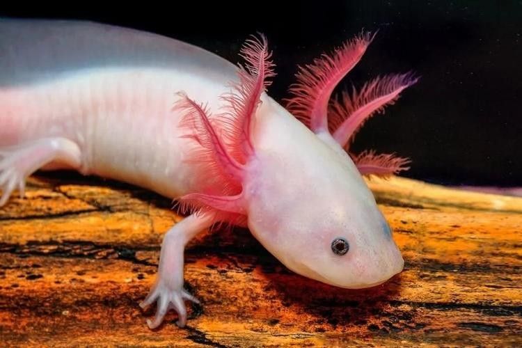 六角龍魚可以長多大：六角恐龍魚能長到多少厘米 六角龍魚可以長多大：六角恐龍魚能長到多少厘米 龍魚百科 第1張