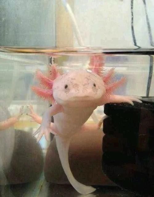 六角龍魚可以長多大：六角恐龍魚能長到多少厘米 六角龍魚可以長多大：六角恐龍魚能長到多少厘米 龍魚百科 第2張