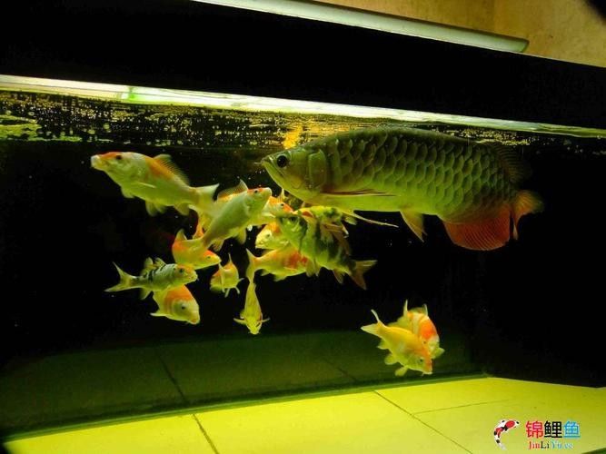龍魚和錦鯉哪個更適合混養：龍魚可以和錦鯉混養嗎
