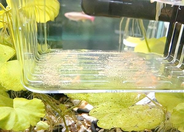 雄魚多久會再次繁殖？：孔雀魚的繁殖周期多長時間繁殖一次紅箭魚適合和什么魚混養