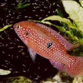 寶石龍魚的市場價格是多少：寶石龍魚價格與品種之間的多維度關系解析寶石龍魚價格及選購指南