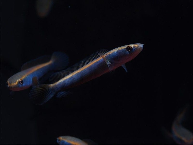 紅帝王雷龍魚成體有多大？：帝王雷龍魚成體通常體長可達1米以上最大可達1.2米