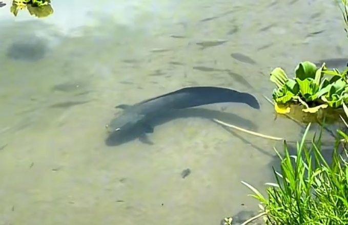紅帝王雷龍魚成體有多大？：帝王雷龍魚成體通常體長可達1米以上最大可達1.2米