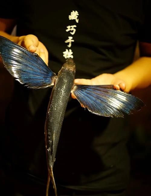 飛龍魚刺身的價格是多少？：\