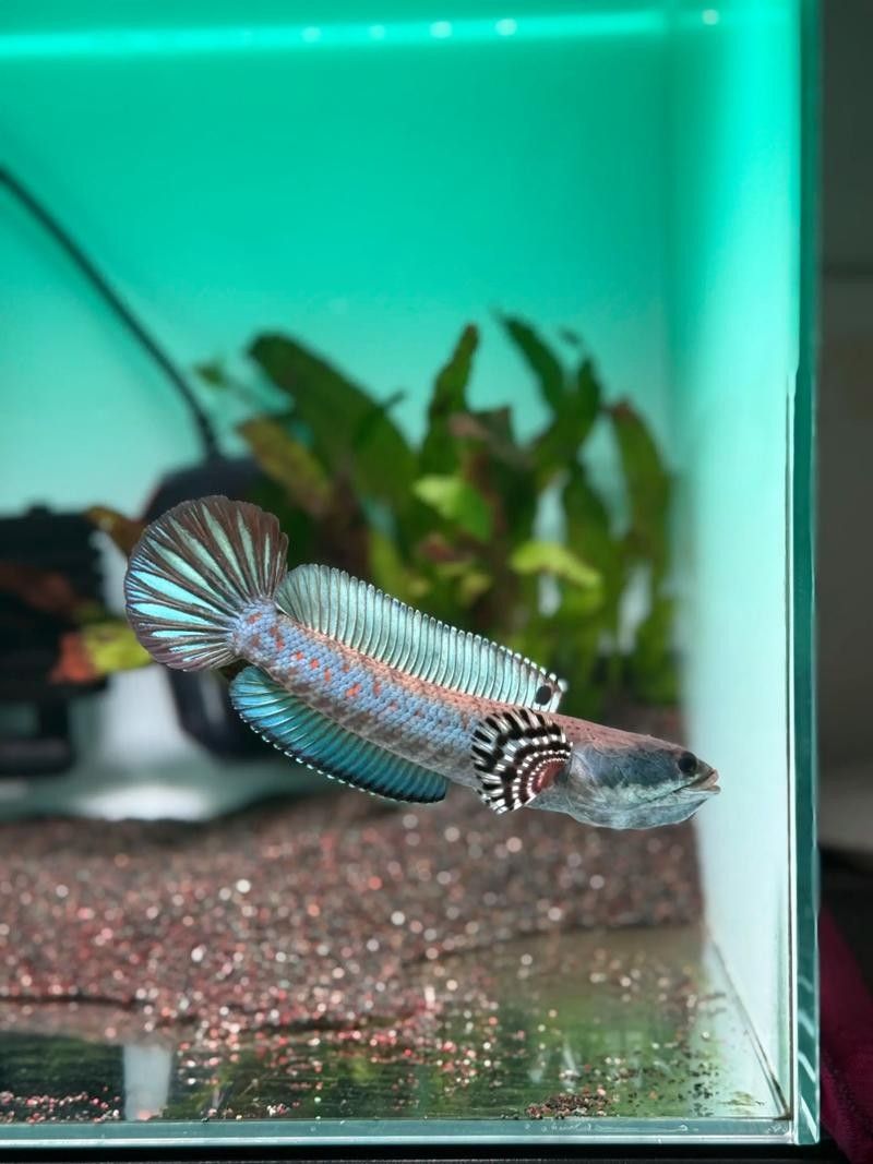 幻彩紅寶石雷龍適合新手嗎？：幻彩紅寶石雷龍:新手必養的水族明星