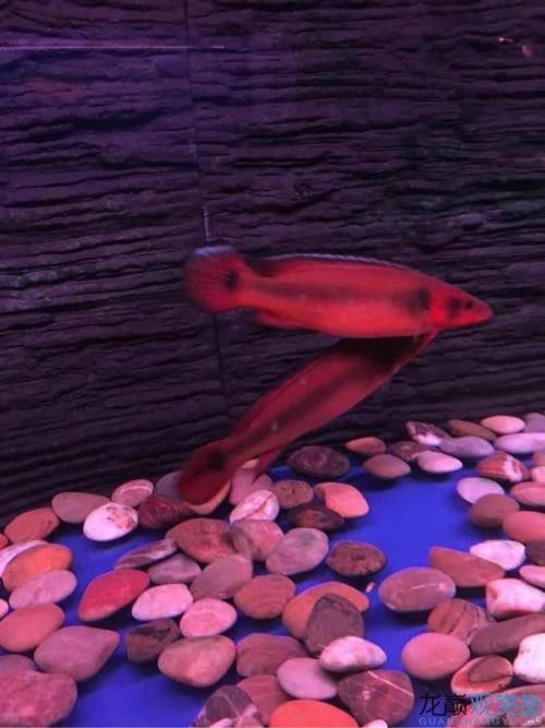 孔雀龍魚有哪些品種圖片：孔雀龍魚品種及其圖片：孔雀龍魚品種及其圖片及其圖片