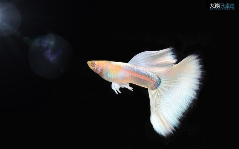 孔雀龍魚有哪些品種圖片：孔雀龍魚品種及其圖片：孔雀龍魚品種及其圖片及其圖片