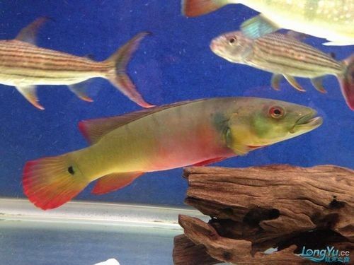 孔雀龍魚有哪些品種圖片：孔雀龍魚品種及其圖片：孔雀龍魚品種及其圖片及其圖片