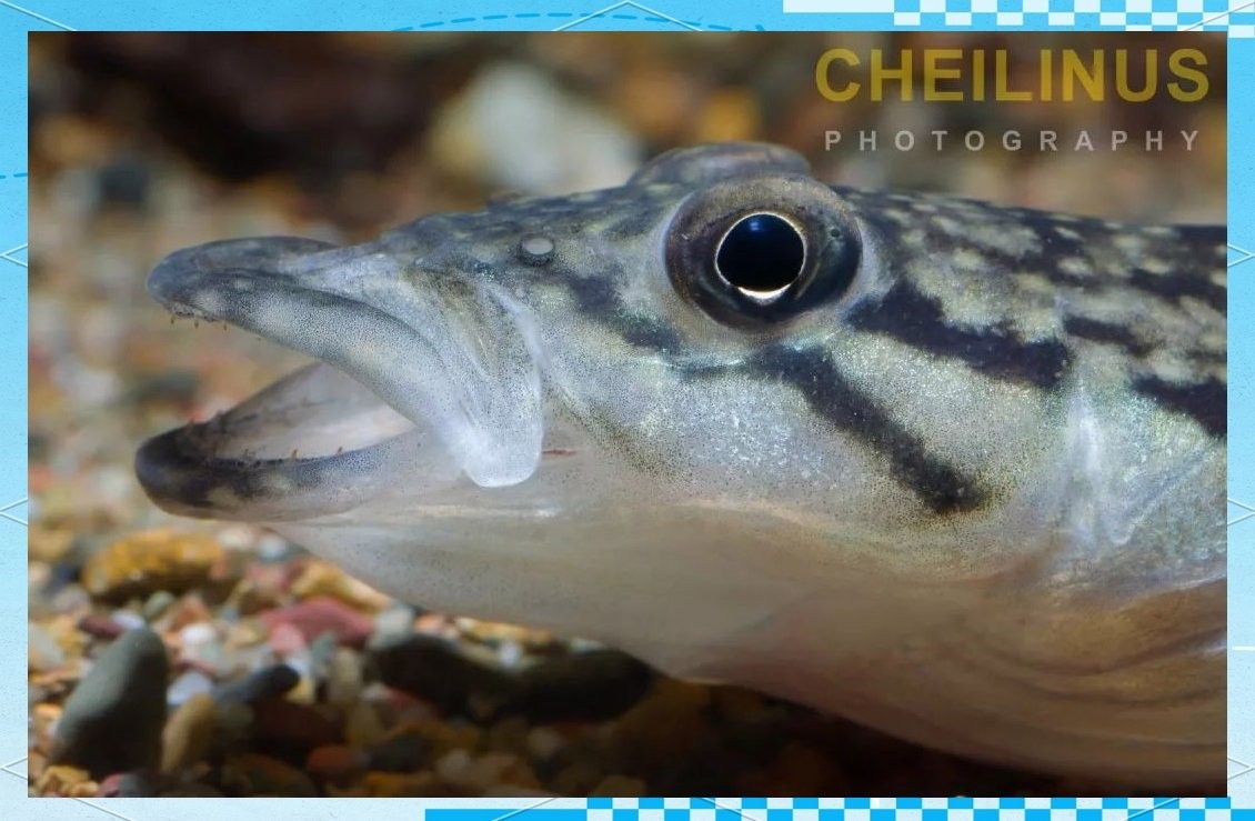 孔雀龍魚有哪些品種圖片：孔雀龍魚品種及其圖片：孔雀龍魚品種及其圖片及其圖片
