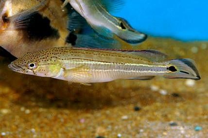 孔雀龍魚有哪些品種圖片：孔雀龍魚品種及其圖片：孔雀龍魚品種及其圖片及其圖片