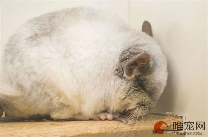 龍貓真菌感染會自愈嗎？：龍貓真菌感染是否能自愈