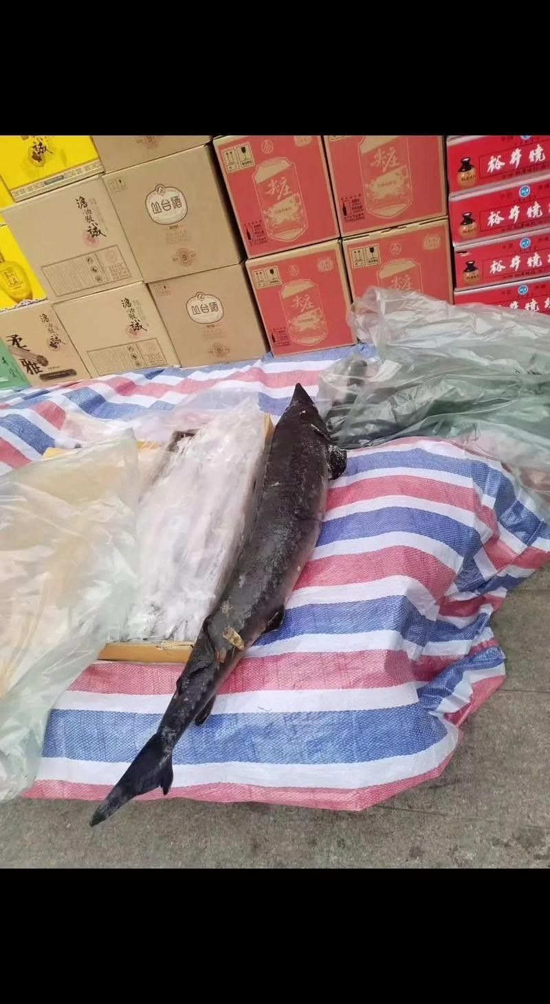 鱘龍魚的市場價格如何：鱘龍魚的批發價格呈現區域性差異