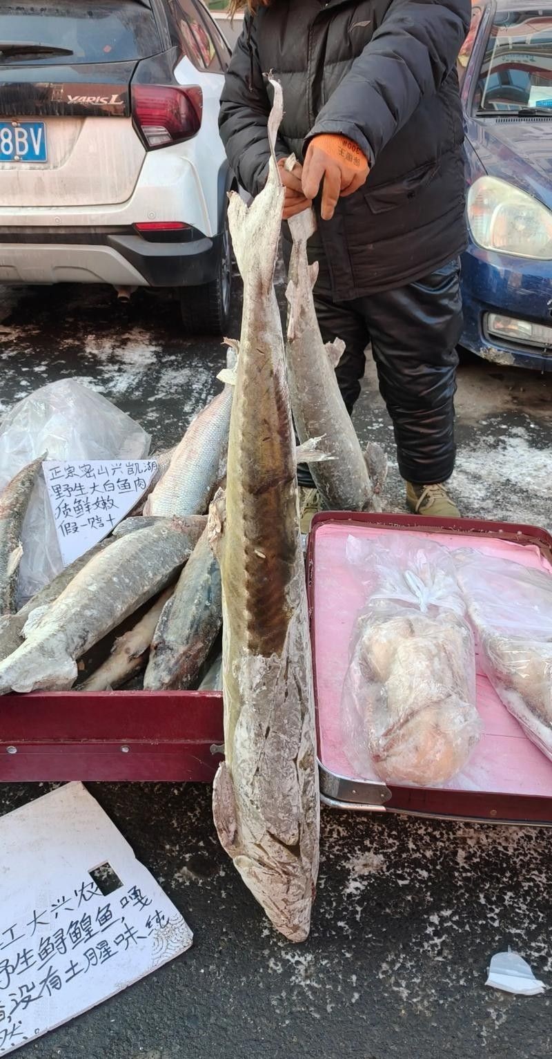 鱘龍魚的市場價格如何：鱘龍魚的批發價格呈現區域性差異