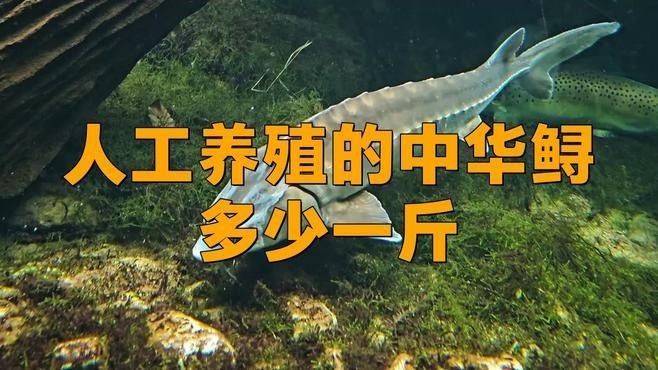 鱘龍魚的市場價格如何：鱘龍魚的批發價格呈現區域性差異