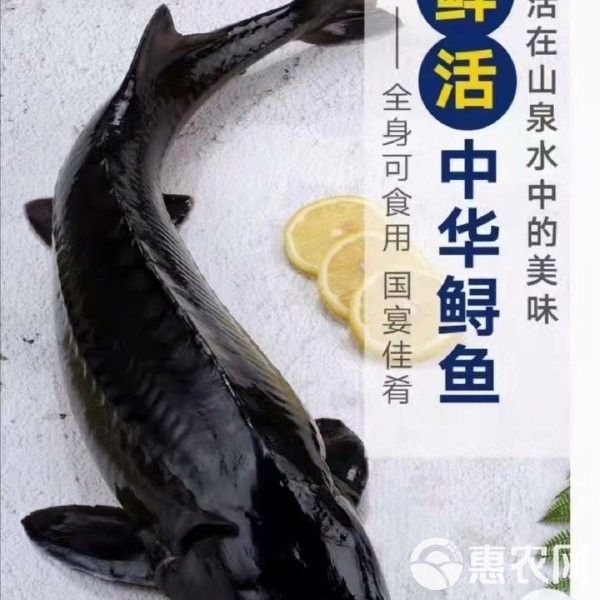 鱘龍魚的市場價格如何：鱘龍魚的批發價格呈現區域性差異