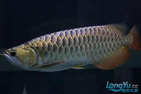 藍龍魚的飼養難度如何？，如何飼養藍龍魚？