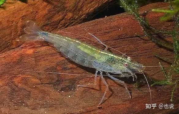 六角龍魚有哪些天敵：六角龍魚的天敵是什么？
