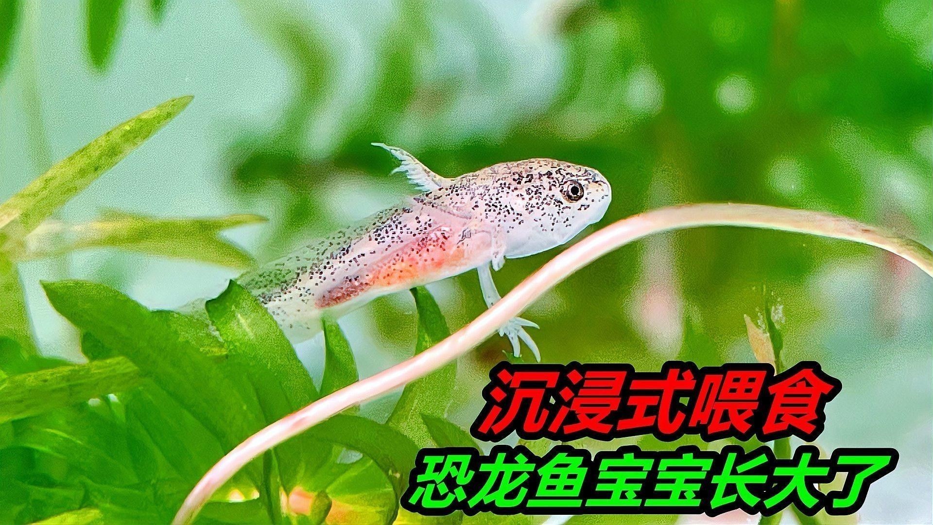 恐龍魚多久喂一次合適：六角恐龍魚多久喂一次合適