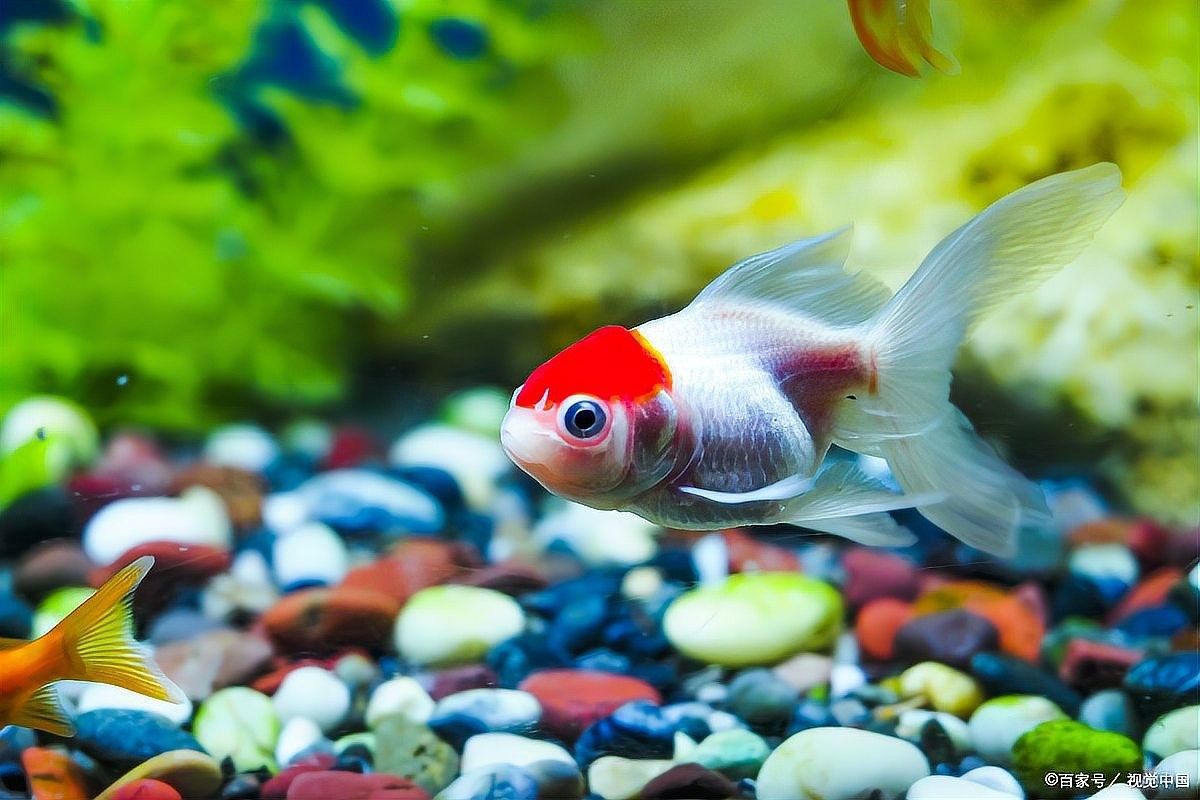 龍魚眼睛白膜感染會自愈嗎：龍魚的眼睛白膜感染會自愈嗎