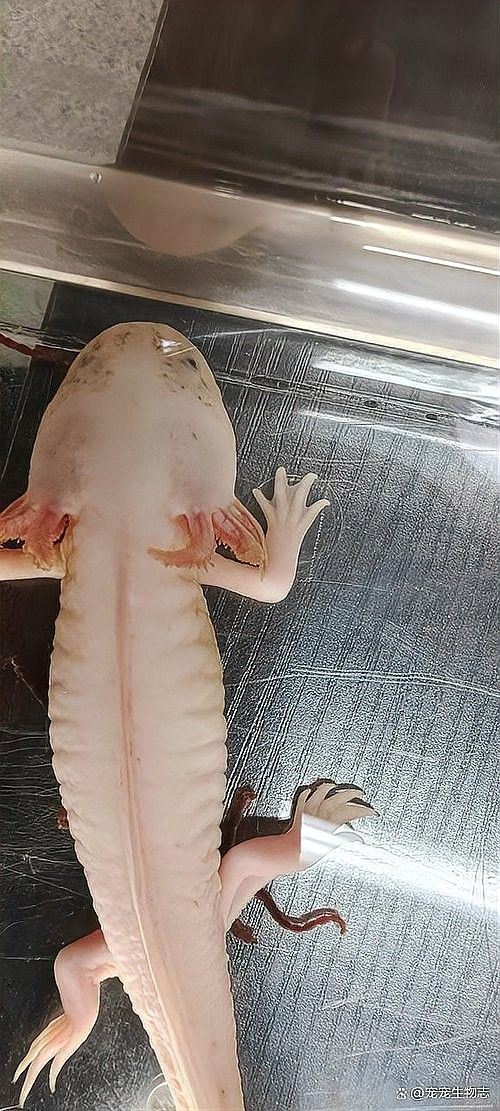 如何區(qū)分六角恐龍魚脫皮和水霉病：六角恐龍魚脫皮是怎么回事