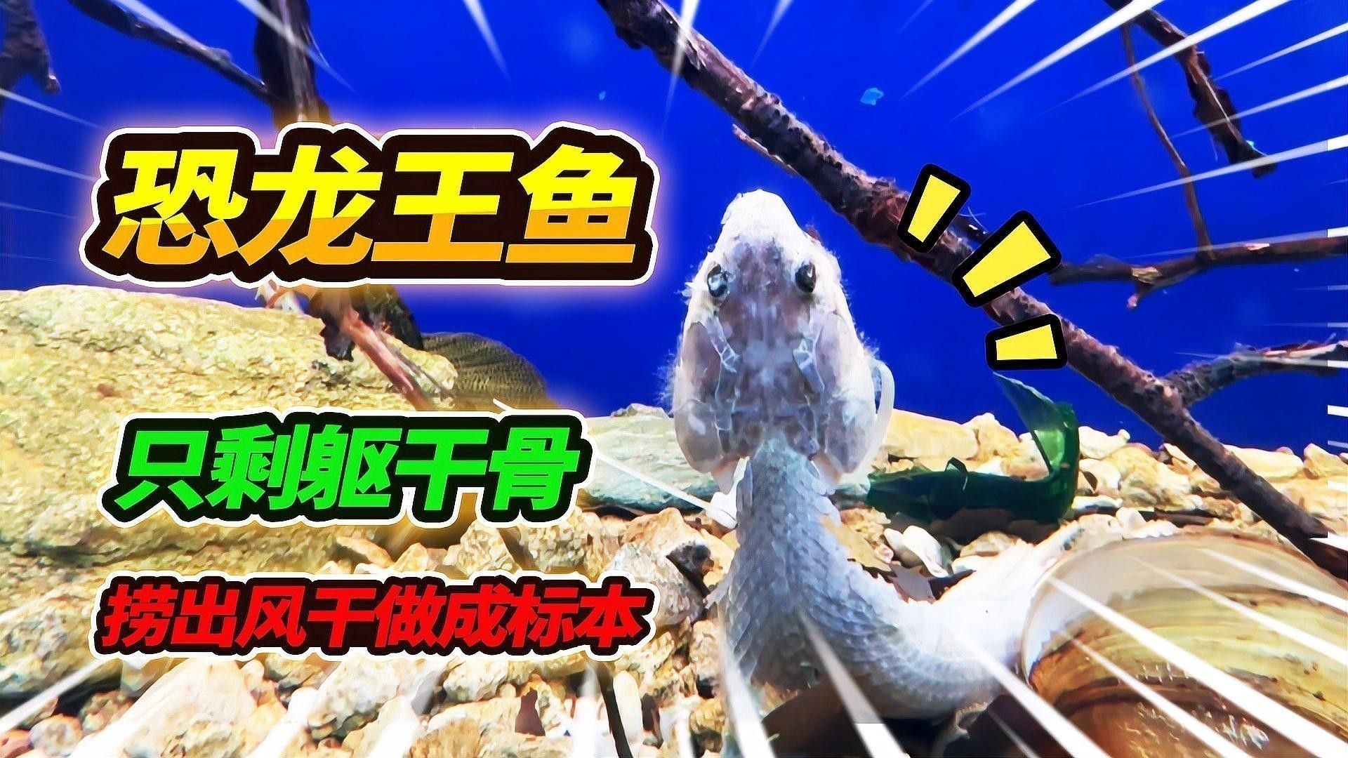 如何處理恐龍魚的殘渣：怎樣處理恐龍魚的殘渣