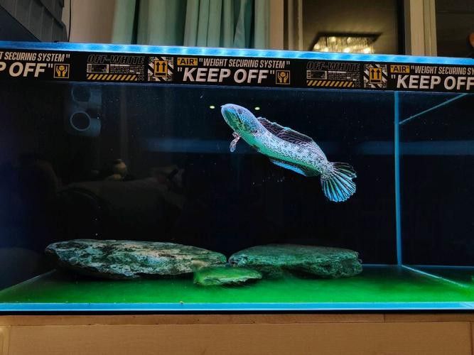 哪種材質的龍魚缸加蓋性價比最高：魚缸蓋怎么選擇