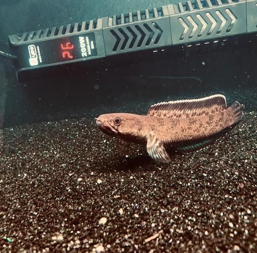 哪種材質的龍魚缸加蓋性價比最高：魚缸蓋怎么選擇