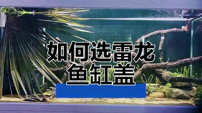 哪種材質的龍魚缸加蓋性價比最高：魚缸蓋怎么選擇