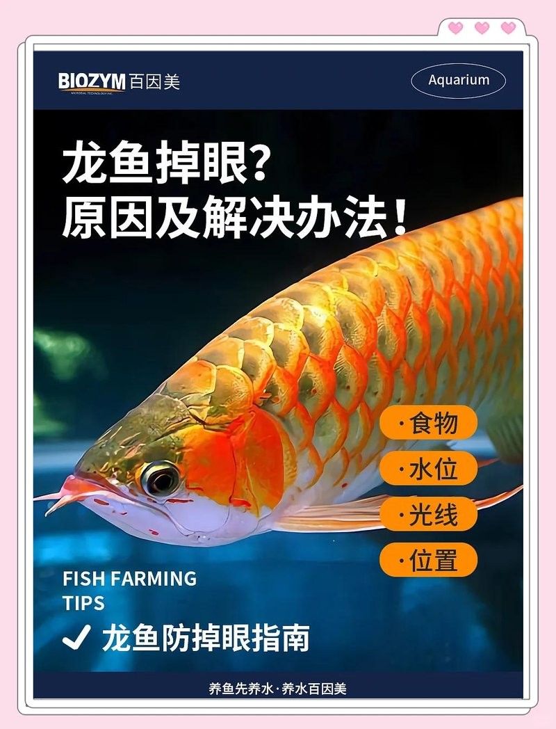 龍魚掉眼怎么辦？：如何解決龍魚掉眼問題