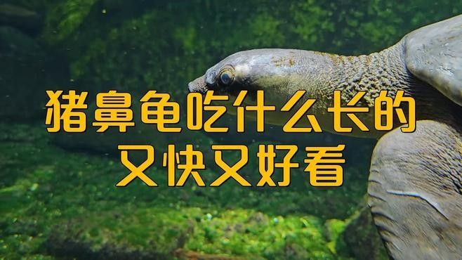 飛鳳魚和豬鼻龜的飼料選擇：飛鳳魚和豬鼻龜的繁殖注意事項