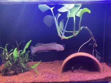 速倍妥雷龍飼料有哪些型號？：倍妥雷龍飼料是專為雷龍科動物設(shè)計的高品質(zhì)飼料旨在滿足這些型號