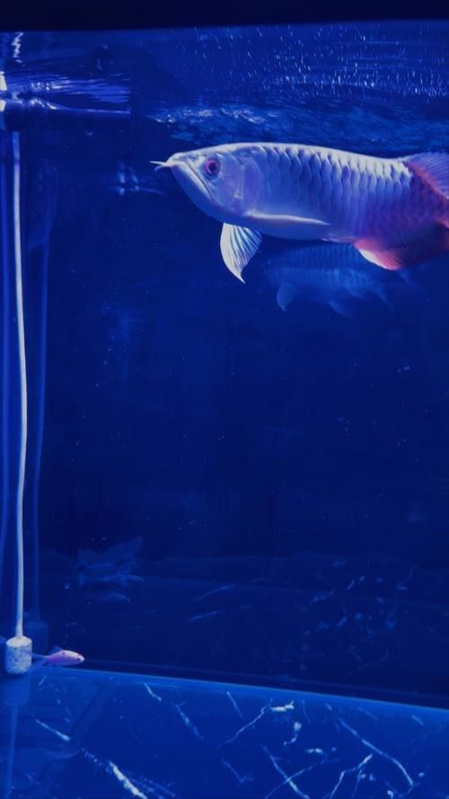 哪里可以找到高清的龍魚壁紙：如何找到高清的龍魚壁紙