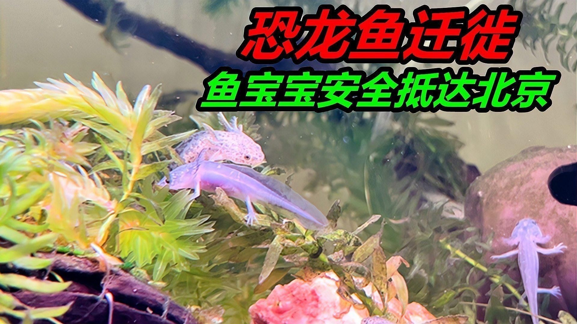 給我推薦一些更獨特的恐龍魚品種：恐龍魚品種推薦