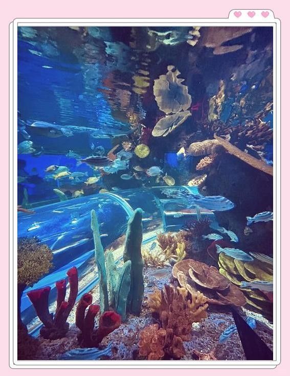 六角恐龍魚的最佳拍攝角度：六角恐龍魚拍攝技巧