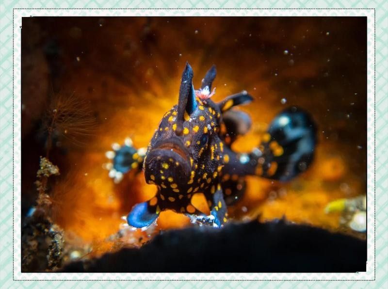 六角恐龍魚的最佳拍攝角度：六角恐龍魚拍攝技巧