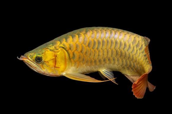 金背龍魚的最佳混養(yǎng)伙伴：京職智庫：金背龍魚的混養(yǎng)伙伴應(yīng)具備足夠的光照、生態(tài)平衡