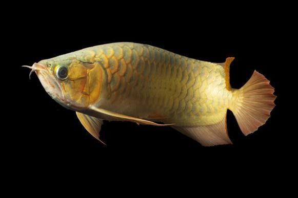 金背龍魚的最佳混養(yǎng)伙伴：京職智庫：金背龍魚的混養(yǎng)伙伴應(yīng)具備足夠的光照、生態(tài)平衡