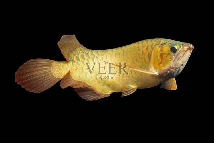 金背龍魚的最佳混養(yǎng)伙伴：京職智庫：金背龍魚的混養(yǎng)伙伴應(yīng)具備足夠的光照、生態(tài)平衡
