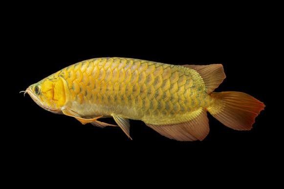 金背龍魚的最佳混養(yǎng)伙伴：京職智庫：金背龍魚的混養(yǎng)伙伴應(yīng)具備足夠的光照、生態(tài)平衡