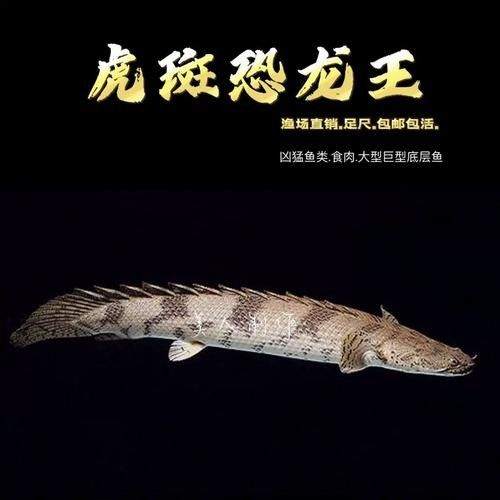 給我一些虎皮恐龍魚的高清圖片：虎皮恐龍魚的外觀特征