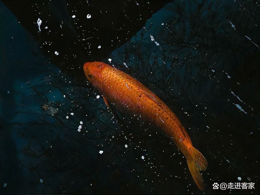 7000萬紅龍魚有何獨特之處？：揭秘紅龍魚價格昂貴背后的故事