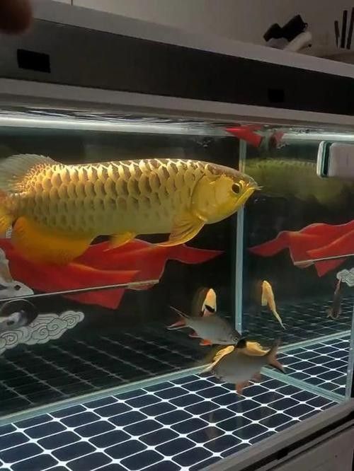 黑金龍魚的價格是多少？：金龍魚好養嗎新手如何輕松駕馭水中貴族友寵