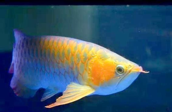 黑金龍魚的價格是多少？：金龍魚好養(yǎng)嗎新手如何輕松駕馭水中貴族友寵