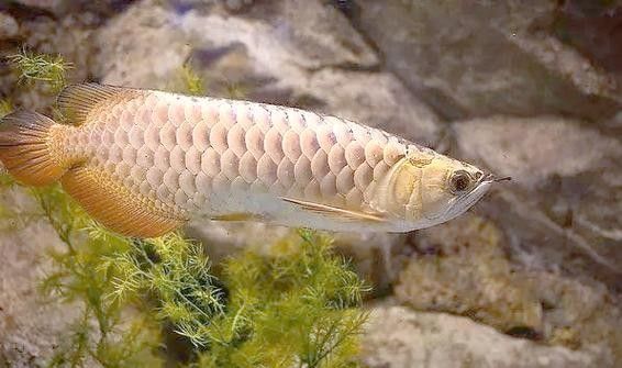 黑金龍魚的價格是多少？：金龍魚好養嗎新手如何輕松駕馭水中貴族友寵
