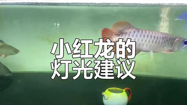 紅龍魚怕光會(huì)持續(xù)多久：新手養(yǎng)紅龍魚的基本介紹