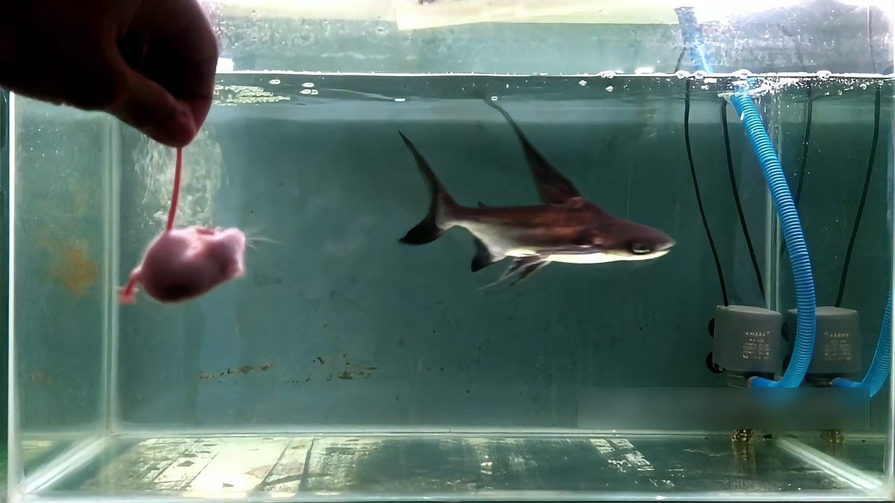 成吉思汗鯊魚的食物有哪些？：成吉思汗鯊的食物有哪些