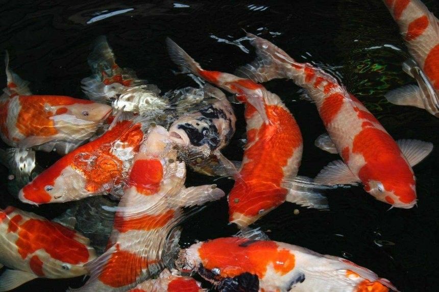 紅龍魚爛鰓病會自愈嗎：紅龍魚爛鰓病會自愈嗎proontario魚爛鰓病怎么處理